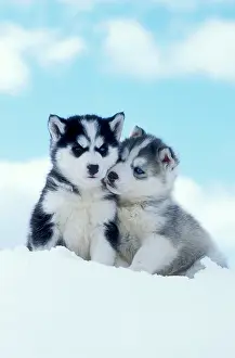 Huddled: DOG - two husky puppies sitting on snow
