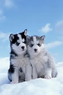 Huddled: DOG - two husky puppies sitting on snow