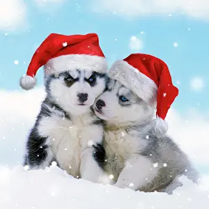 250521: DOG - two husky puppies sitting in snow wearing red Christma