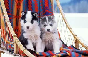 Sleigh: DOG - two husky puppies on sleigh