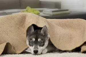 Huddling: Dog Husky puppy