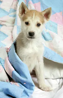 Covers: DOG. husky puppy (7 weeks old ) under bed covers