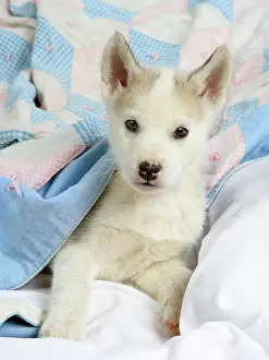 Covers: DOG. husky puppy (7 weeks old ) under bed covers