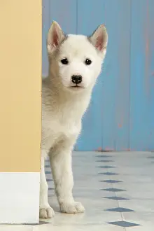 Corner: DOG. husky puppy (7 weeks old ) looking around a corner