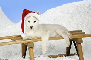 Sledges: DOG. husky puppy (7 weeks old ) on a sledge wearing