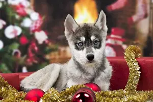 Dog Husky puppy Christmas scene