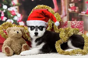 Tinsel: Dog. Husky puppy. Christmas scene. teddy bear