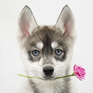 Huskies: Dog, Husky puppy holding Rose flower. Digital manipulation