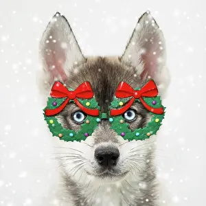 Bows: Dog, Husky puppy wearing Christmas wreath glasses