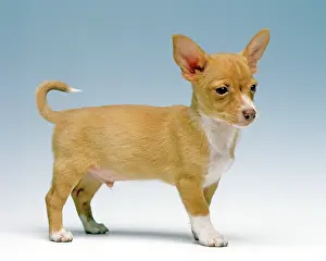 Ibizan: Dog - Ibizan Hound / Podenco Ibicenco