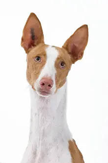 Ibizan: Dog - Ibizan Hound / Podenco Ibicenco - in studio
