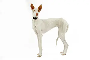 Ibizan: Dog - Ibizan Hound / Podenco Ibicenco - in studio