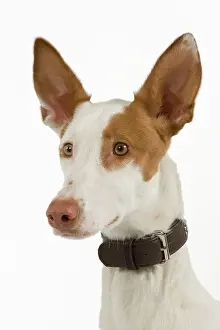 Ibizan: Dog - Ibizan Hound / Podenco Ibicenco - in studio