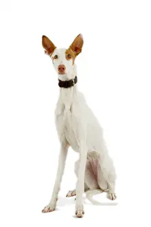 Ibizan: Dog - Ibizan Hound / Podenco Ibicenco - in studio