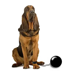 Bloodhound: Dog - imprisoned with ball and chain