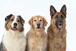 Alsatian: DOG. Three ina row, Australian Shepherd, Golden