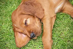 Innocent: Dog Irish / Red Setter