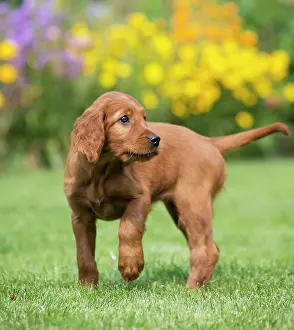 Turning: Dog Irish / Red Setter