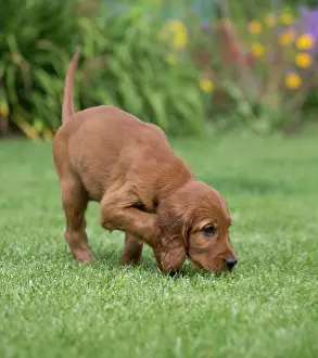 Scenting: Dog Irish / Red Setter