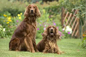 Setter: Dog - Two Irish / Red Setter dogs outdoors