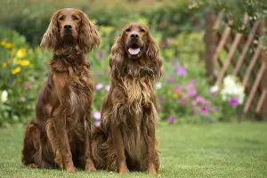Setter: Dog - Two Irish / Red Setter dogs outdoors