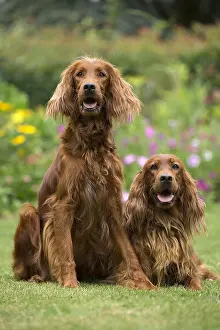 Setter: Dog - Two Irish / Red Setter dogs outdoors
