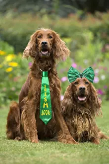 Bows: Dog - Two Irish / Red Setter dogs outdoors Digital
