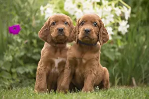 Setter: Dog - Two Irish / Red Setter puppies outdoors