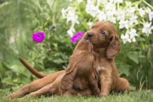 Setter: Dog - Two Irish / Red Setter puppies outdoors