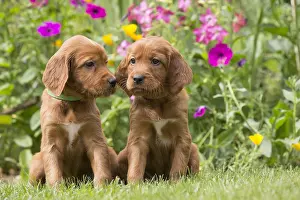 Kiss: Dog - Two Irish / Red Setter puppies outdoors