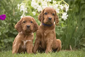 Setter: Dog - Two Irish / Red Setter puppies outdoors
