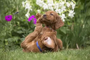 Setter: Dog - Two Irish / Red Setter puppies outdoors