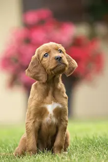 Setter: Dog - Irish / Red Setter puppy outdoors