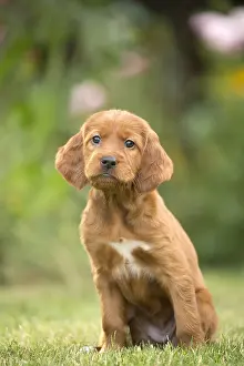 Setter: Dog - Irish / Red Setter puppy outdoors
