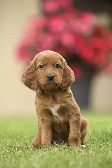Setter: Dog - Irish / Red Setter puppy outdoors