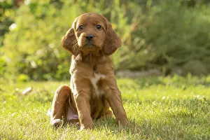 Setter: Dog - Irish / Red Setter puppy outdoors