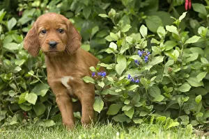 Setter: Dog - Irish / Red Setter puppy outdoors