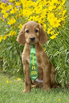 110418: Dog - Irish / Red Setter puppy wearing St Patrick's