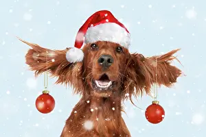 211121: Dog - Irish setter with ears up wearing Santa hat and red ba