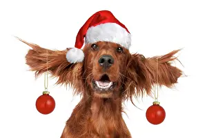 211121: Dog - Irish setter with ears up wearing Santa hat and red ba