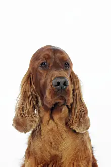 Worried: DOG. Irish setter head shot