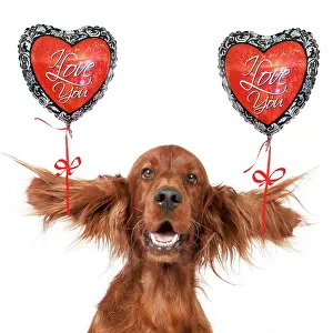 111020: Dog - Irish setter head and shoulders ears splayed