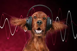 Sounds: Dog