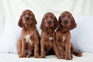 Pillow: Dog - Irish Setter - Puppies sitting down on pillow
