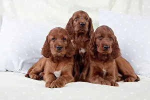 Pillow: Dog - Irish Setter - Puppies sitting down on pillow
