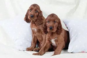 Pillow: Dog - Irish Setter - Puppies sitting down on pillow