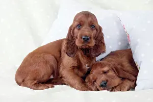 Pillow: Dog - Irish Setter - Puppy lying down on pillow