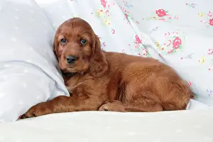 Pillow: Dog - Irish Setter - Puppy lying down on pillow
