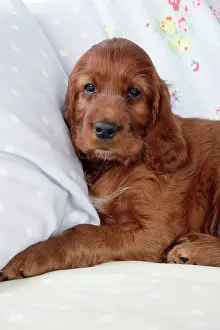 Pillow: Dog - Irish Setter - Puppy lying down on pillow