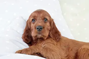 Pillow: Dog - Irish Setter - Puppy lying down on pillow